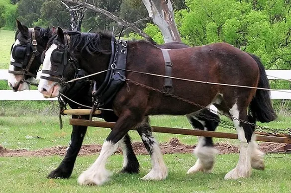 Two Australian Draft horses pulling a plough