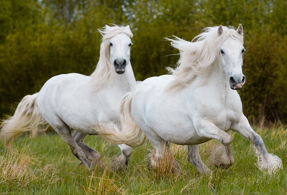 Two white draft horses cantering next to each other in a grassy field