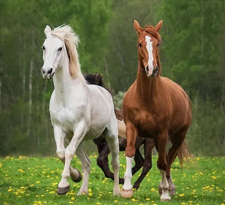 White and brown running next to each other in a field