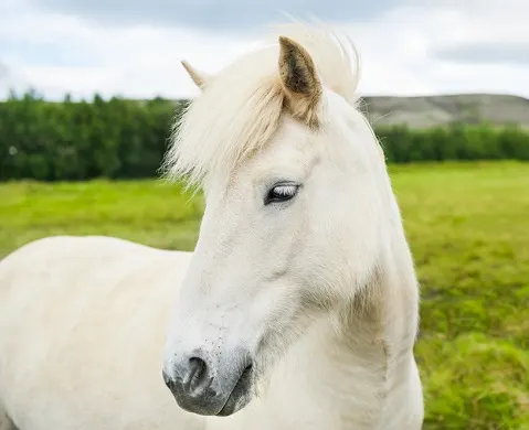 White horse close up photo like something out of a dream