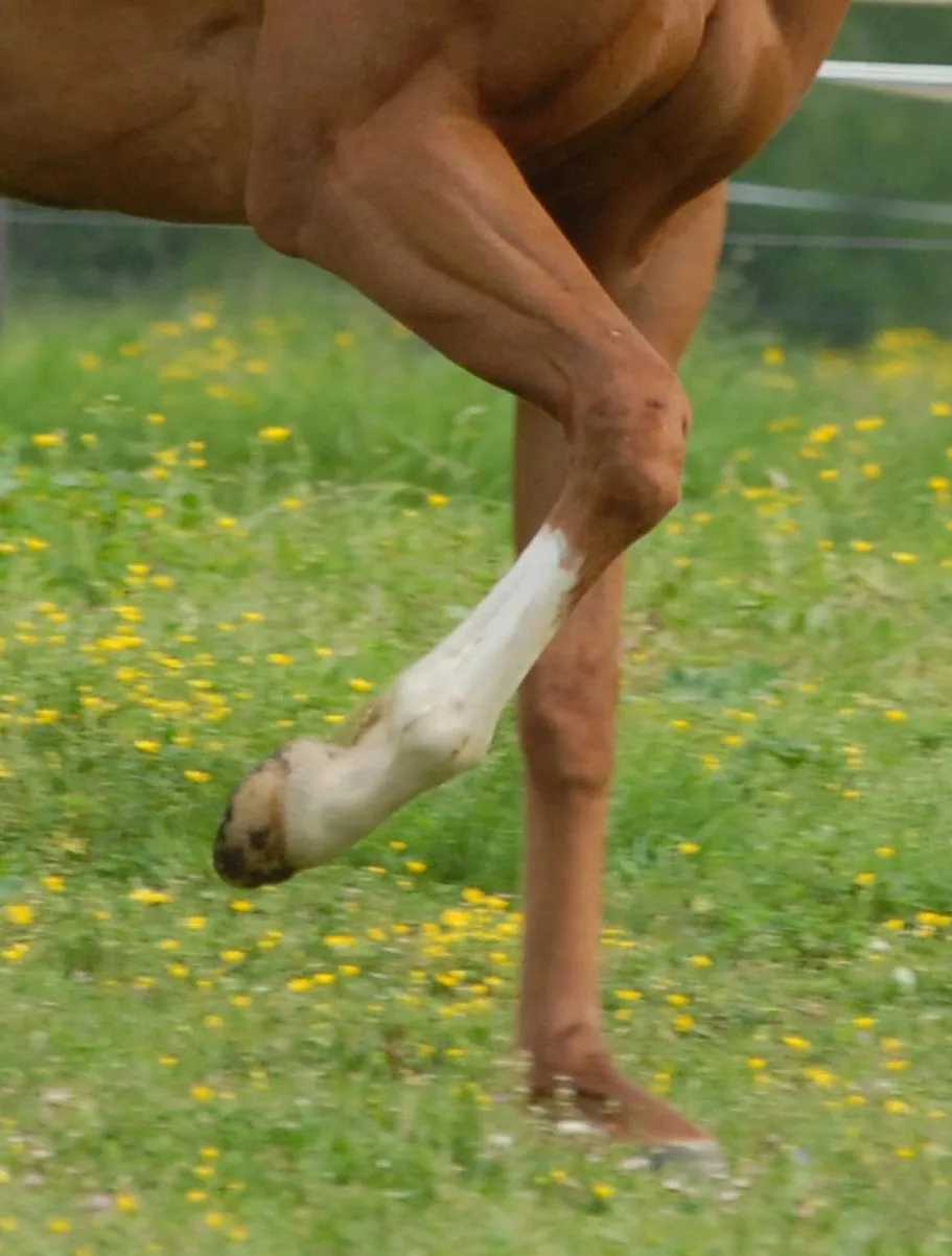 White sock leg marking on a horse