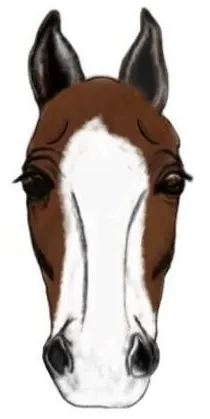 Digital illustration of a horse face with a white apron face marking