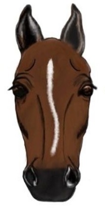 Digital illustration of a horse face with a white stripe face marking