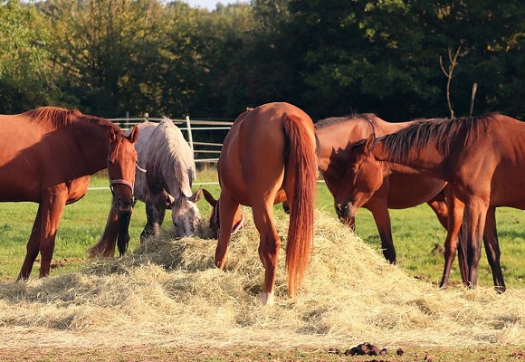 Five horses eating from a pile of hay in a field
