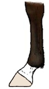 Pastern horse leg marking