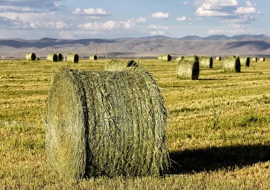 Alfalfa hay bales in a field