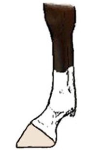 Sock horse leg marking