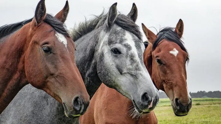 Three horses with different face markings
