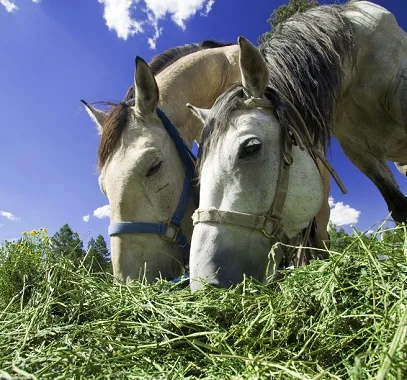 Two dapple grey horses eating alfalfa hay