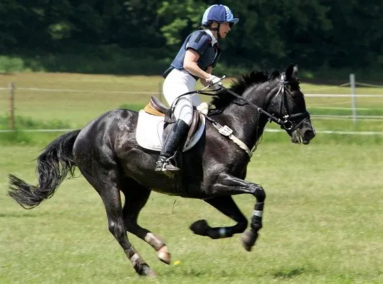 Woman riding a black horse in a cross country competition