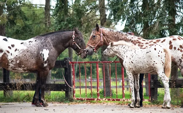 Appaloosa mare with a foal sniffing another Appaloosa horse