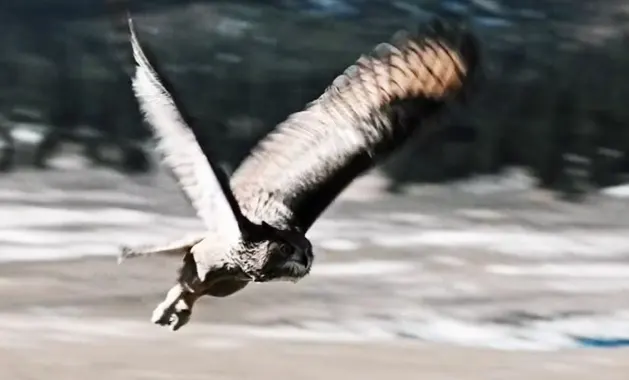 The owl Kayce Dutton saw in his vision in Season 4
