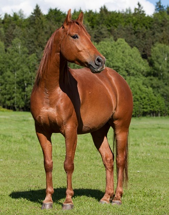 Beautiful chestnut Quarter Horse standing in a field looking off into the distance