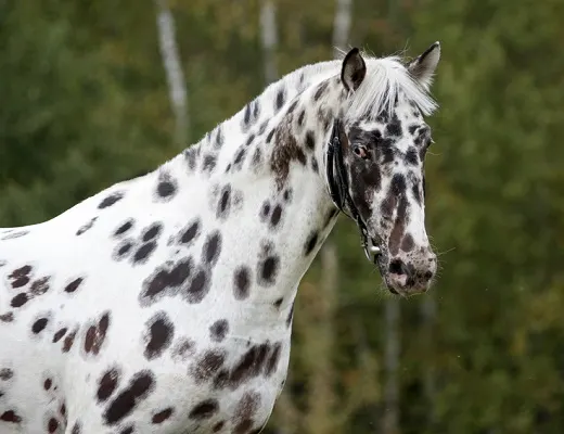 Black and white spotted Appaloosa horse with an autumn background