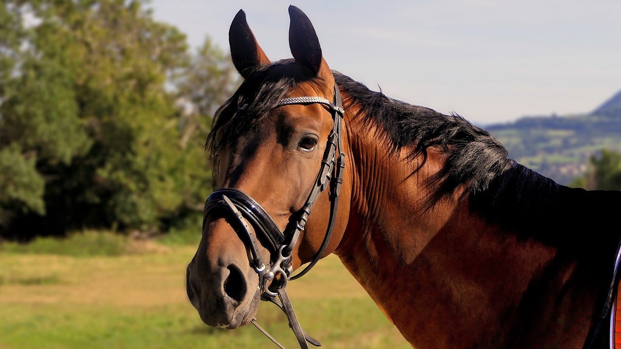 Close up of a Thoroughbred horse looking into the distance and with a bridle on