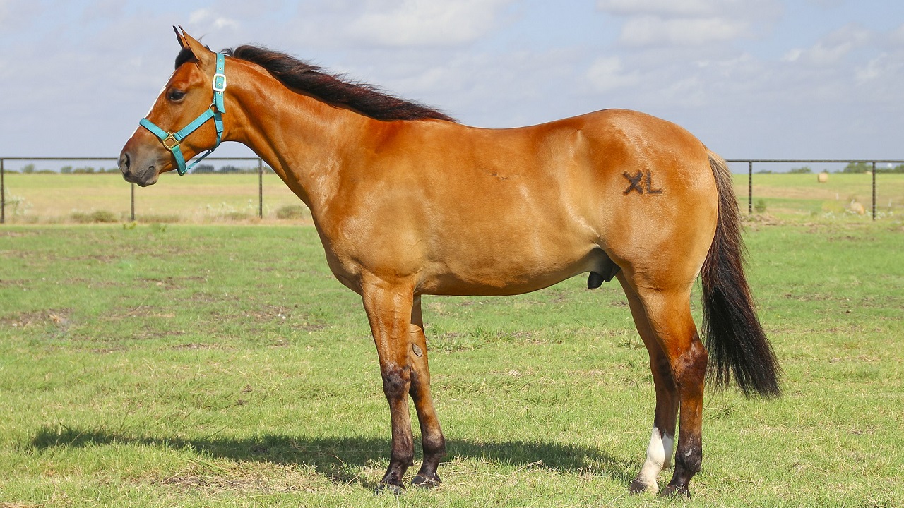 American Quarter Horse Breed Profile: History, Facts, Stats & More