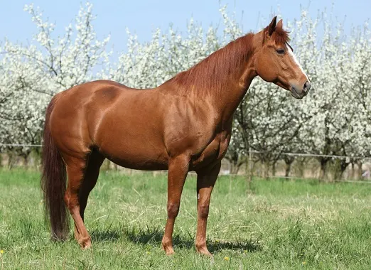 Nice quarter horse standing in front of flowering plum trees