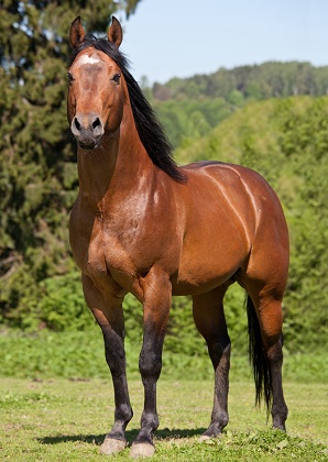 Portrait photo of a bay colored American Quarter Horse standing in a field facing the camera