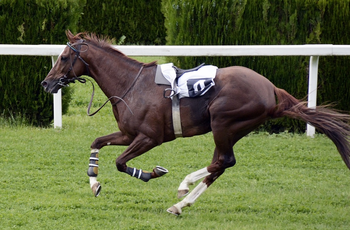Race horse during a race without a jockey