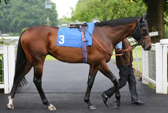 Racehorse being led by a handler before a race