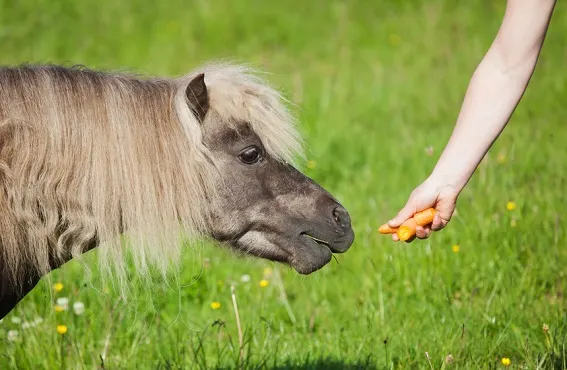 An out stretched hand giving a small pony in a field carrots