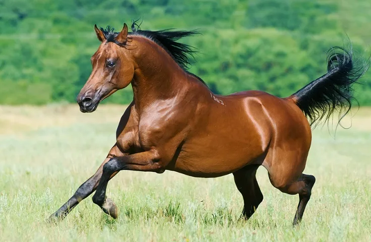 Bay Arabian horse cantering in an open grassy field