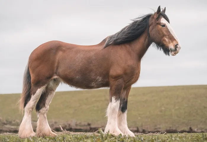 Beautiful Clydesdale horse standing in a field and looking into the distance
