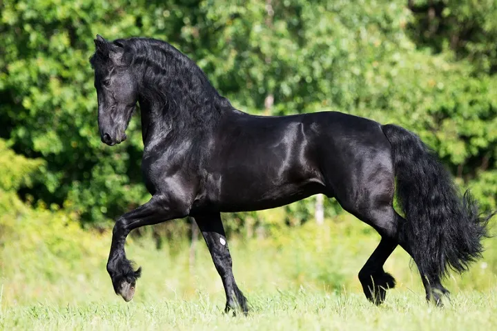 Beautiful black Friesian horse with a flowing mane and tail trotting through a grassy field