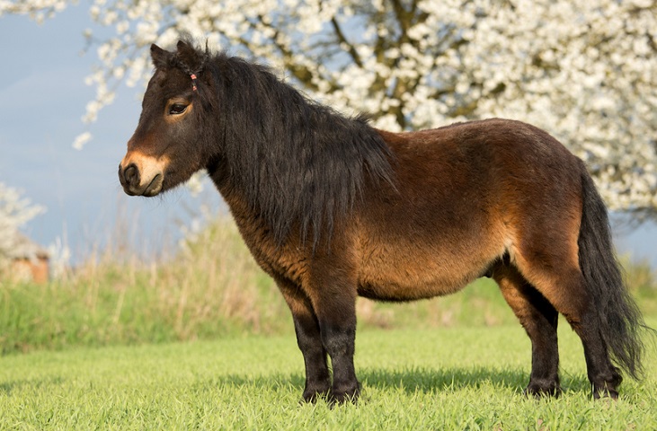 Beautiful dark bay Shetland Pony staying in a lush green grass field with a white blossom tree in the background