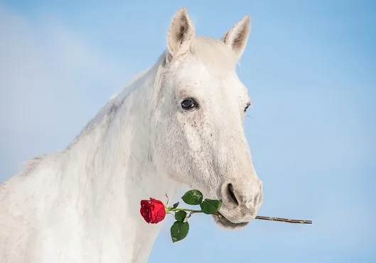 Beautiful grey horse holding a red rose in its mouth