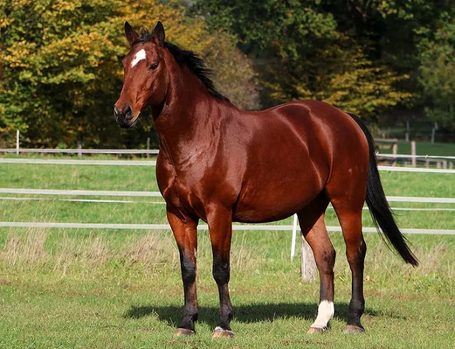 Brown Quarter Horse standing in a field