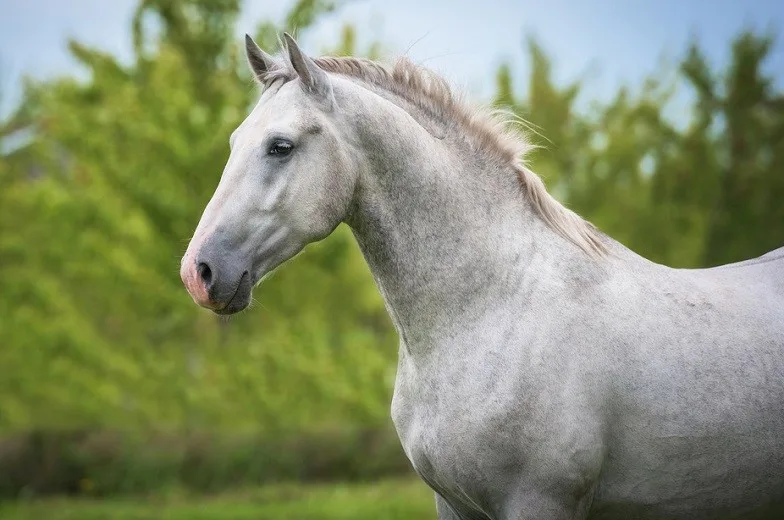 Close up photo of a beautiful Lipizzaner horse