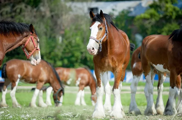 Herd of beautiful Clydesdale horses in a field