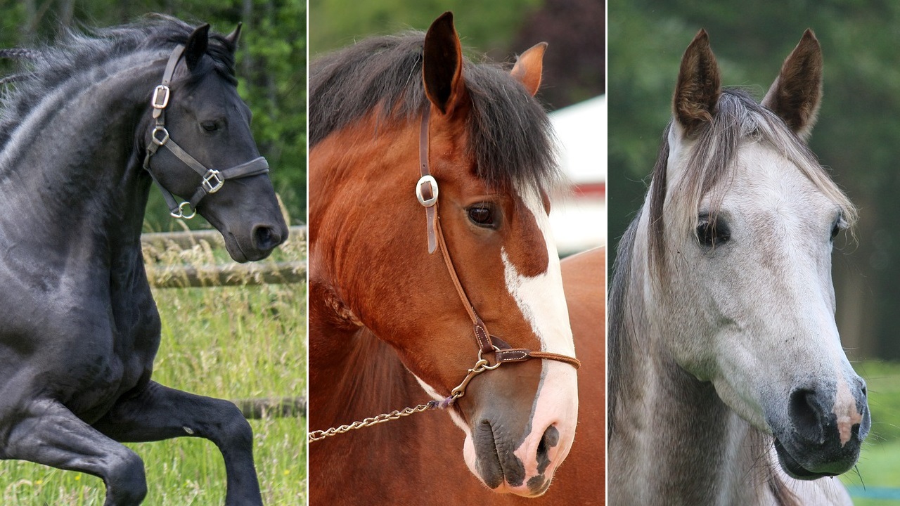 Horse breed personality quiz