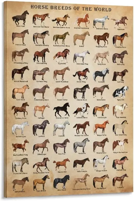 Horse breeds canvas poster for kids