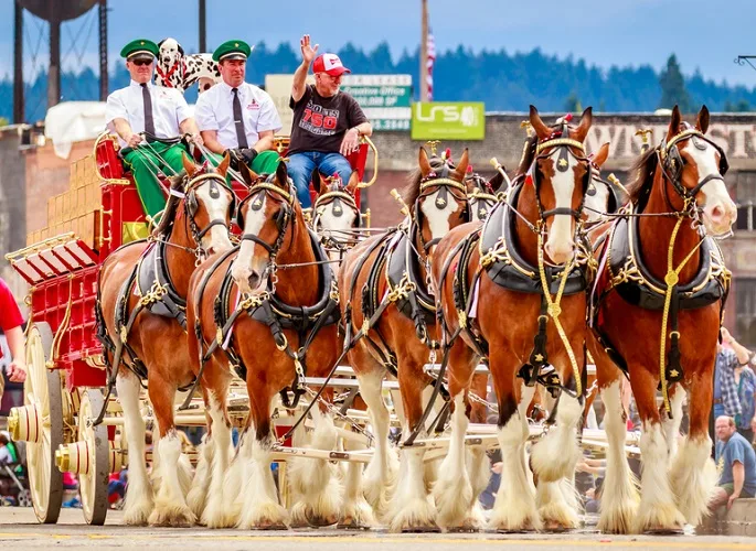 Several Budweiser Clydesdale horses pulling a Budweiser beer wagon during a parade