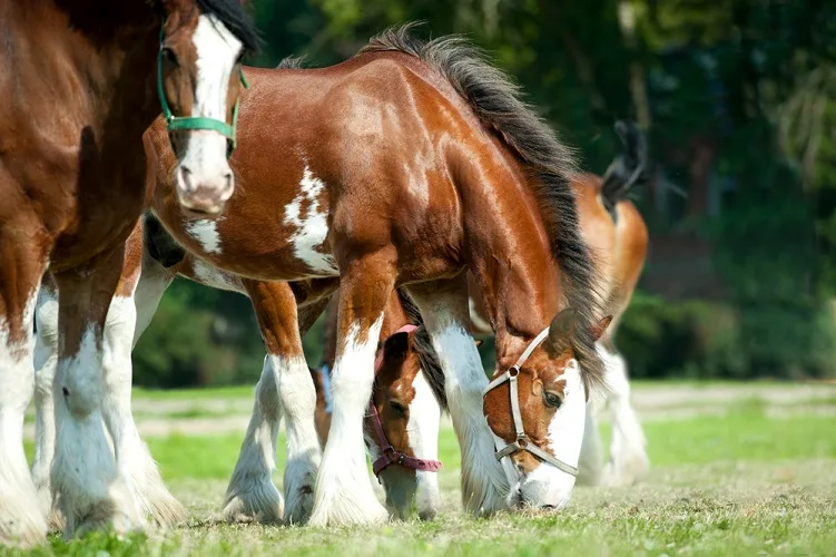 Small herd of Clydesdale horses grazing in a field