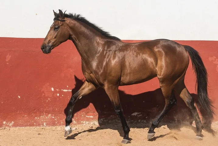 Thoroughbred horse trotting beside a wall in a paddock