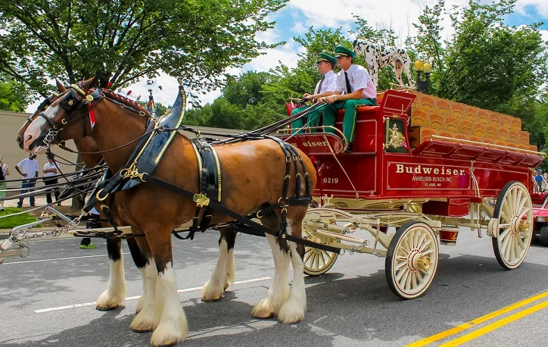 Two Clydesdale horses pulling a Budweiser Clydesdale cart