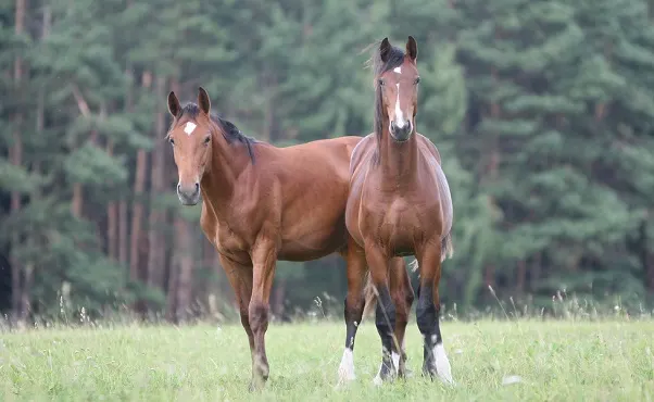 Two horses in a paddock looking attentive with their ears forward