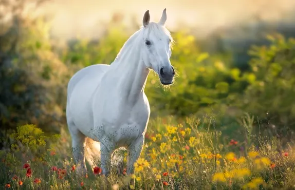 White horse in a misty flowers meadow