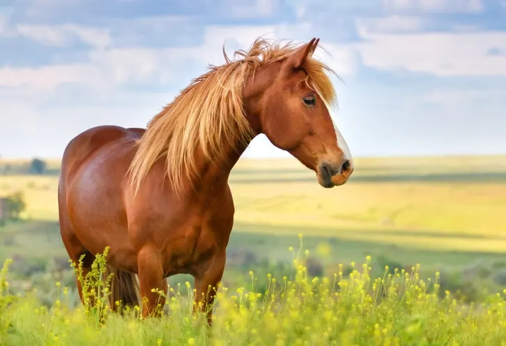 Chestnut colored horse in a beautiful summer meadow field