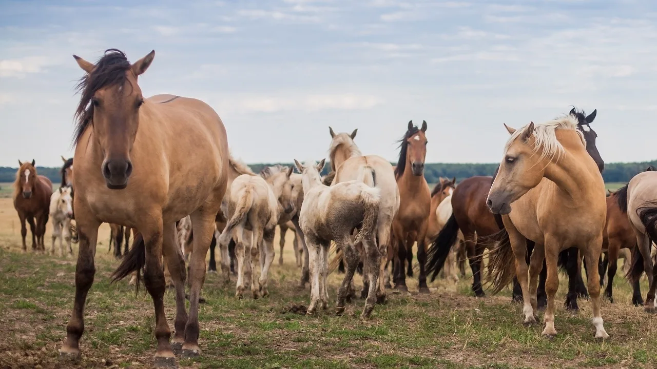 A herd of wild horses in a field