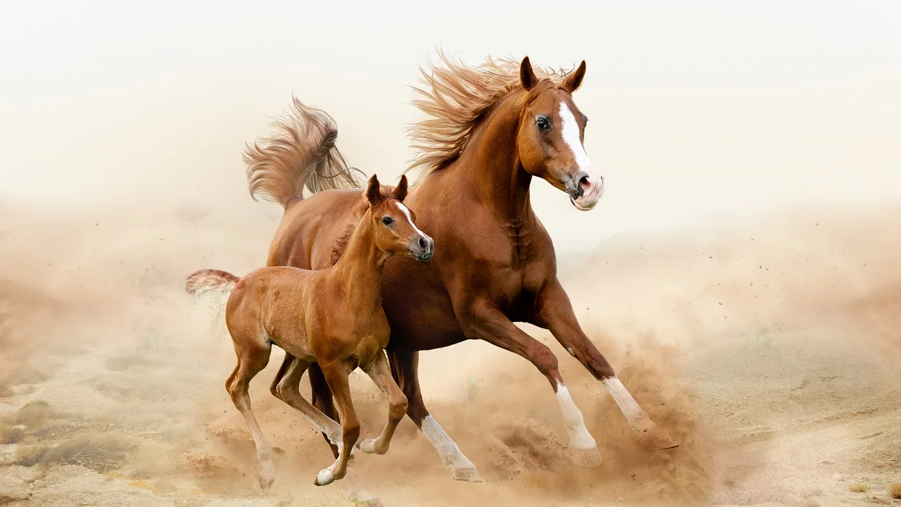 Arabian horse and foal with beautiful Arabian horse names