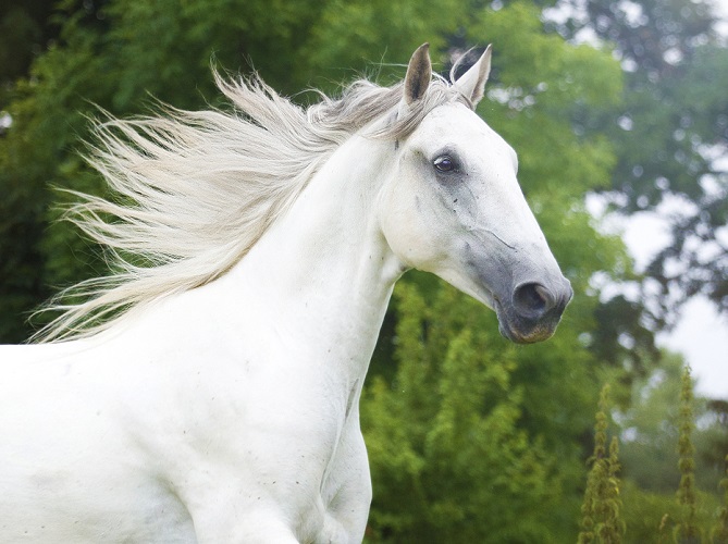Beautiful white lipizzaner horse running in nature