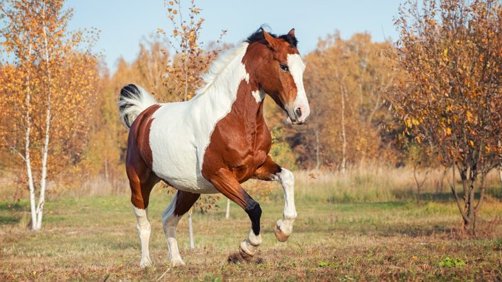 Best Paint horse name ideas