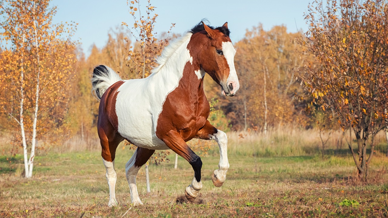 200+ Best Paint Horse Names That Are Thoughtful and Unique
