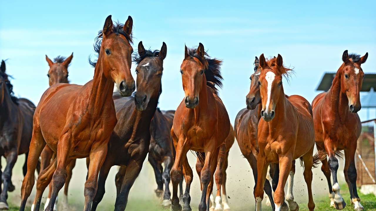 150+ Wild Horse Names Handpicked By An Equestrian