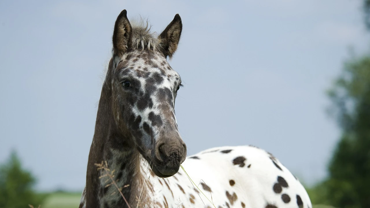 Close up of a black and white spotted horse