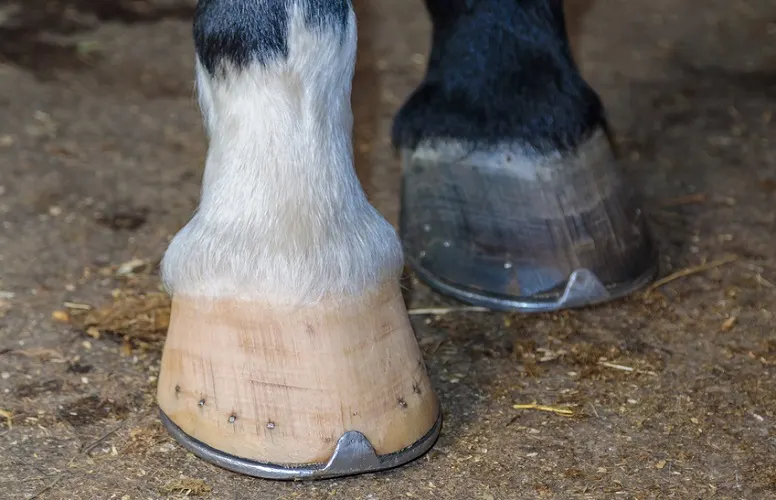 Close up of two horse hooves which have horsehoes on